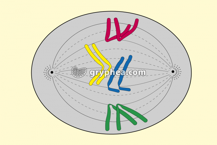 Mitose animale - Anaphase (début) - gryphea.com